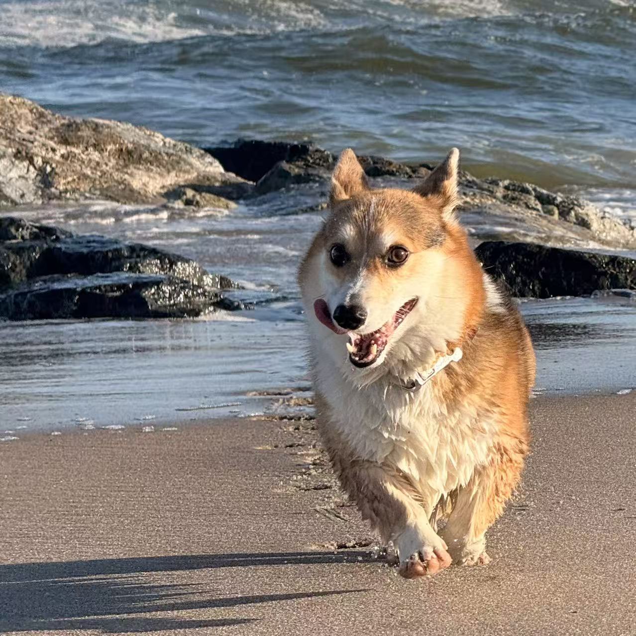 🐶 Corgi Field Notes